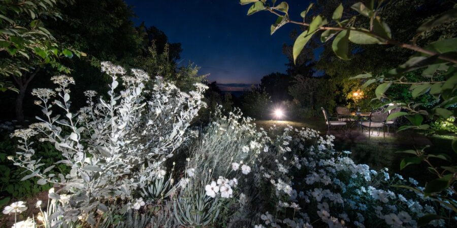 Elegant moonlight garden in Argentina glowing under soft nighttime lighting with white flowers