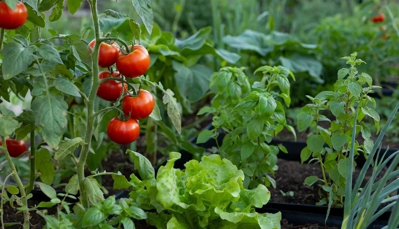 Fresh vegetables growing inside a healthy backyard garden in Argentina.