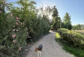 HOME WITH GUEST HOUSE ON 27 ACRES WITH LEVELED FARMLAND