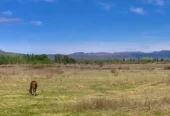 31-Acre Farm with View of the Sierra Pintadas (Painted Hills) Good Soil, Great Water