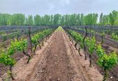 MALBEC VINEYARD ON 12 ACRES 5 Acres of Grapes Under Netting Tourist Zone