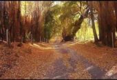 50 ACRES OF RAW UNDEVELOPED CAMPO LAND WITH VIEWS OF THE ANDES PRE-CORDILLERAS