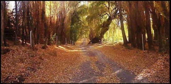 50 ACRES OF RAW UNDEVELOPED CAMPO LAND WITH VIEWS OF THE ANDES PRE-CORDILLERAS