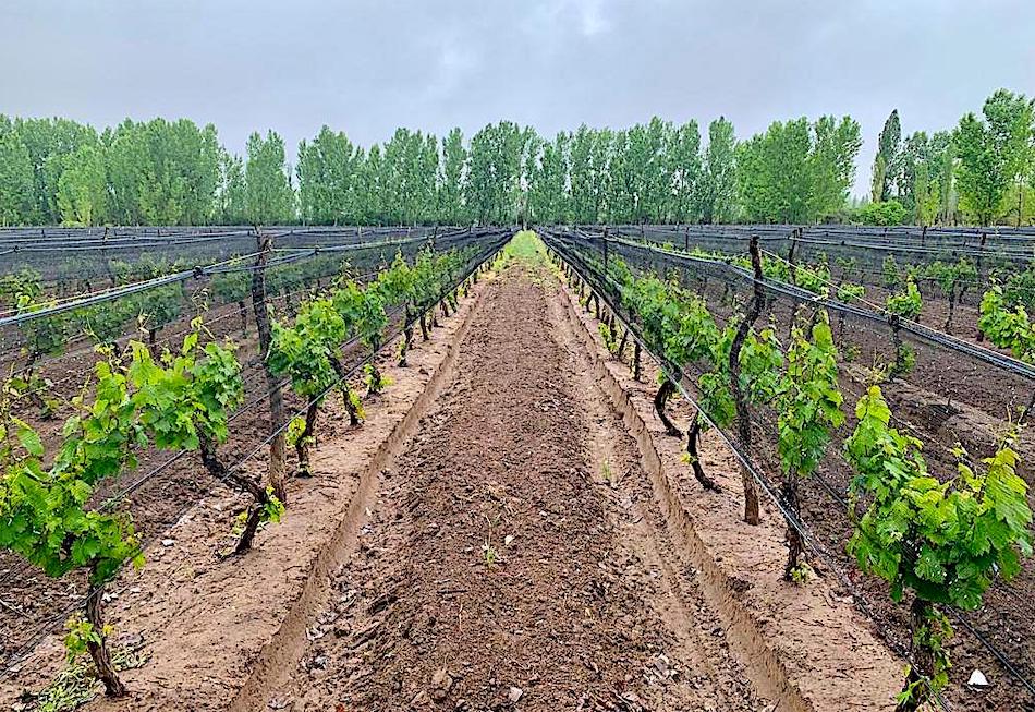 MALBEC VINEYARD ON 12 ACRES 5 Acres of Grapes Under Netting Tourist Zone