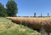 4,690-Acre Ranch in Alfalfa & Pasture for Cattle