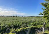 75-ACRE FARM WITH CUTE HOME Alfalfa, Cattle Corral, 10,000-sq.ft. Barn