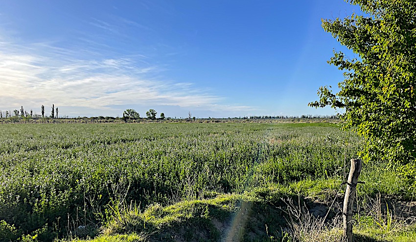 75-ACRE FARM WITH CUTE HOME Alfalfa, Cattle Corral, 10,000-sq.ft. Barn