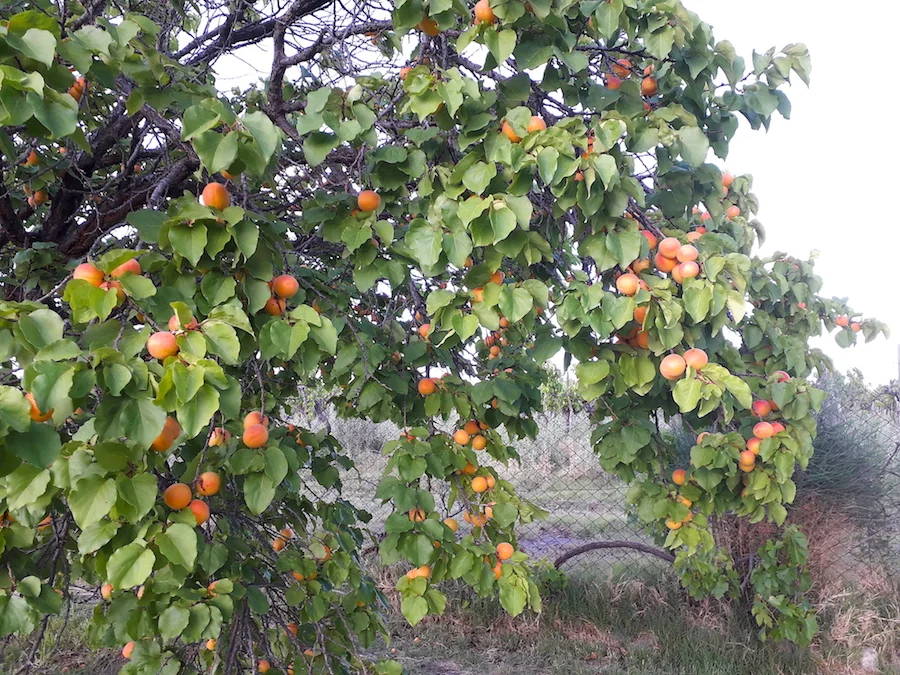 PLEASANT GARDEN HOME! 14.6 Acre Farm with Owner’s Home Small Vineyard & Fruit Trees