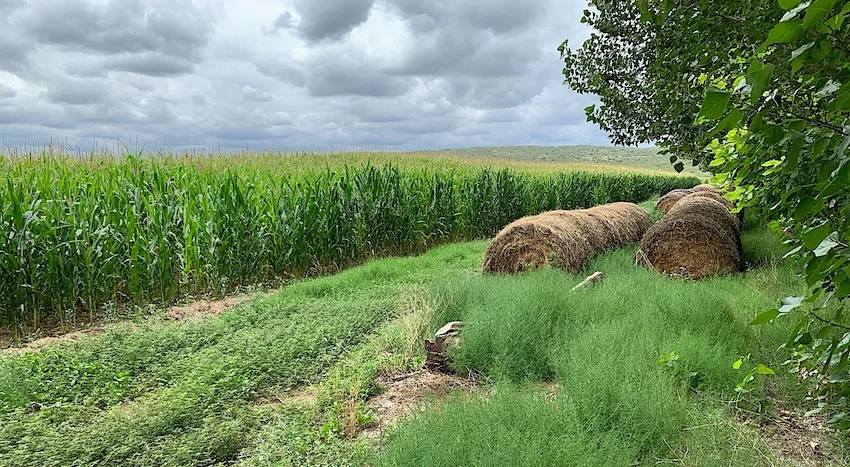 Lush 90-Acre Farm Producing Corn, Alfalfa, Tomatoes with Cattle Corral