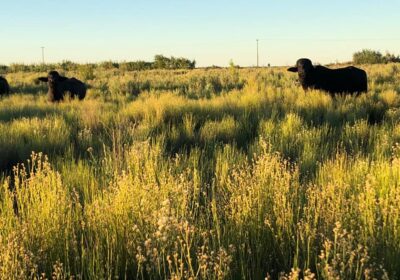 cows2