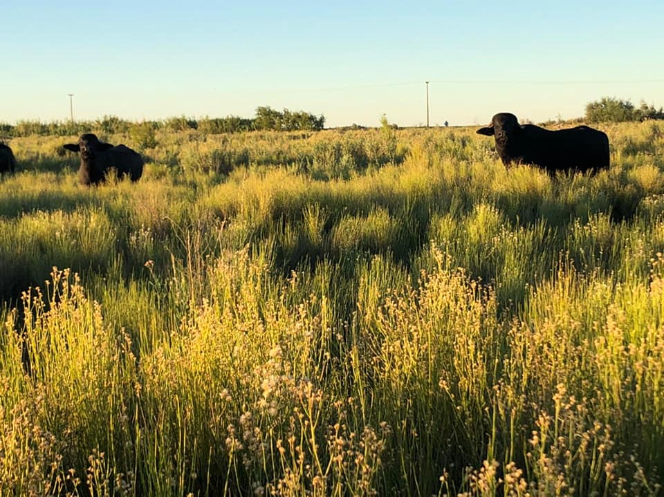850 ACRES FOR CATTLE, AGRICULTURE OR DEVELOPMENT!