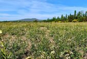 54 Acres of Prime Level Farmland with Great View