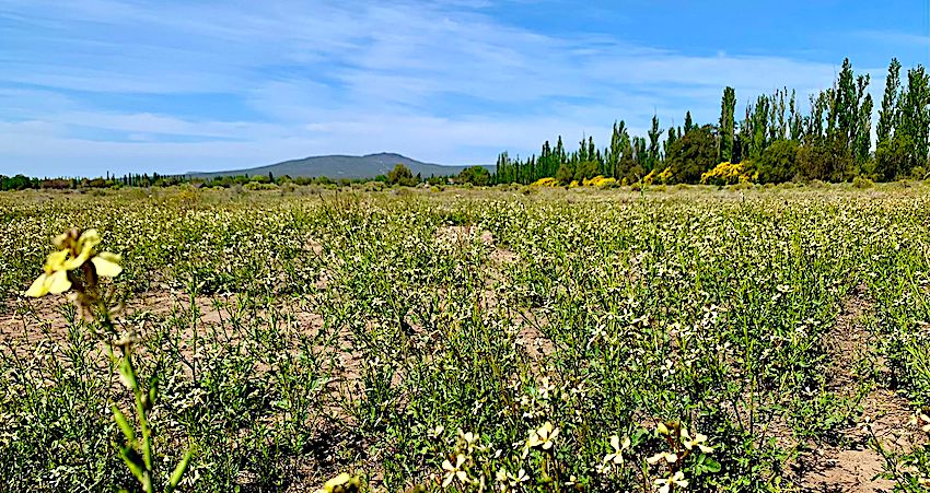 54 Acres of Prime Level Farmland with Great View