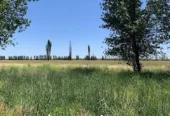4,690-Acre Ranch in Alfalfa & Pasture for Cattle