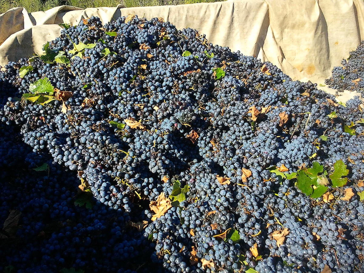 PLEASANT GARDEN HOME! 14.6 Acre Farm with Owner’s Home Small Vineyard & Fruit Trees