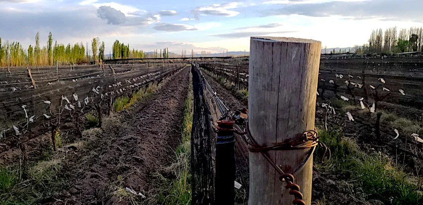 Boutique Winery with Strong Sales, Home and Vineyard