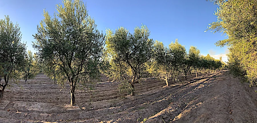 Well-Kept 29-Acre Farm with Plums and Olives