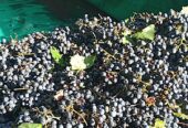 MALBEC VINEYARD ON 12 ACRES 5 Acres of Grapes Under Netting Tourist Zone