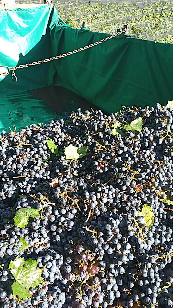 MALBEC VINEYARD ON 12 ACRES 5 Acres of Grapes Under Netting Tourist Zone