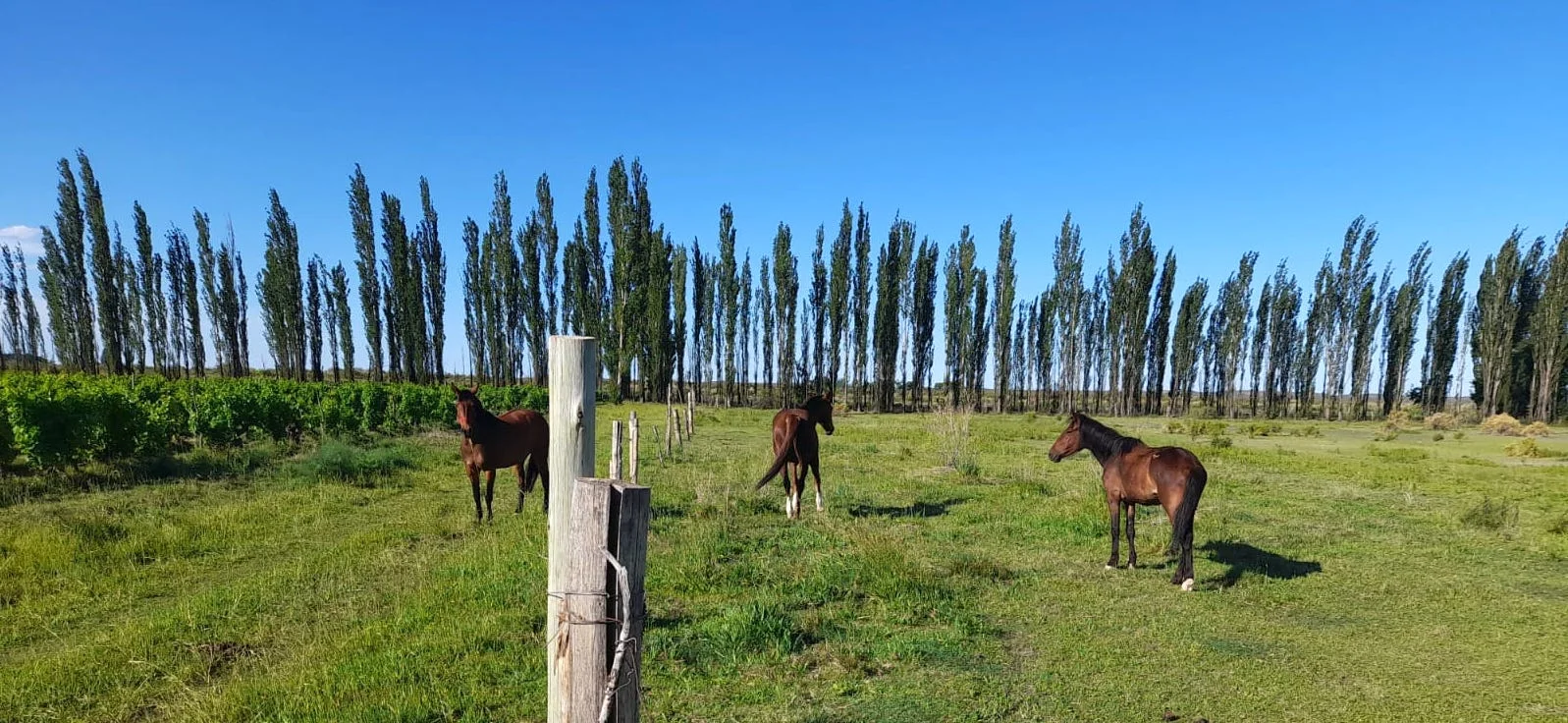 50-ACRE FARM WITH HALF IN GRAPES! Includes House, Tractor, Pickup Truck & More Land to Plant
