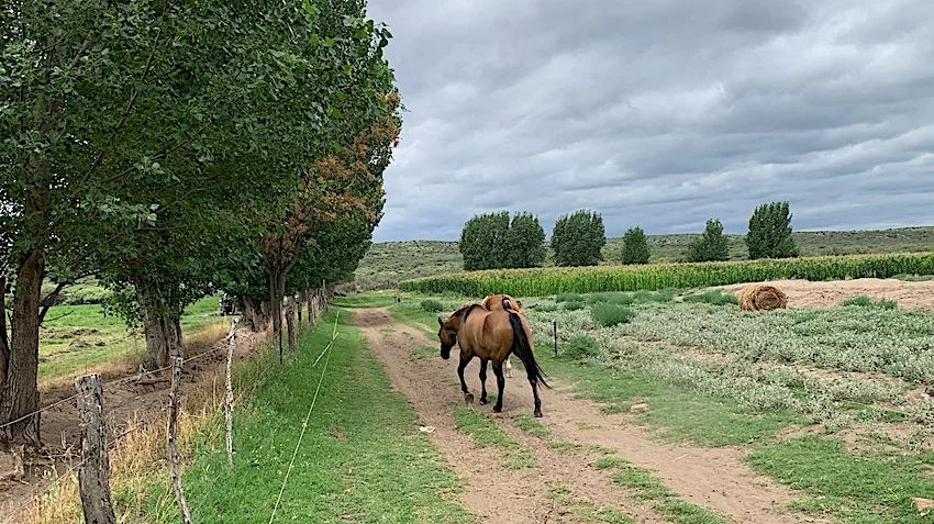 Lush 90-Acre Farm Producing Corn, Alfalfa, Tomatoes with Cattle Corral