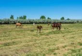 155 Acres of Beautiful Farm for Horses, Cattle or Crops