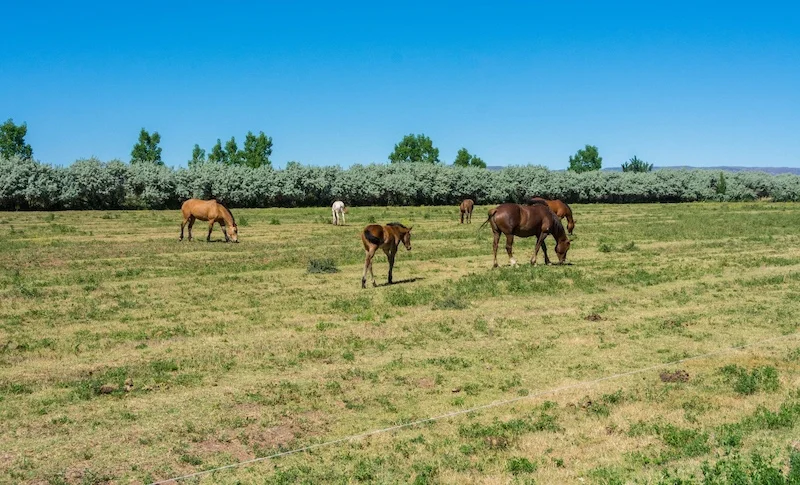 155 Acres of Beautiful Farm for Horses, Cattle or Crops