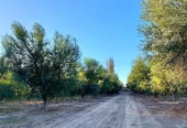Well-Kept 29-Acre Farm with Plums and Olives