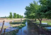 155 Acres of Beautiful Farm for Horses, Cattle or Crops