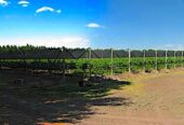 Wine Company with 69 Acres of Grapes on 121 Acres