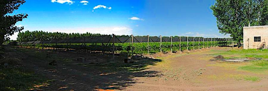Wine Company with 69 Acres of Grapes on 121 Acres