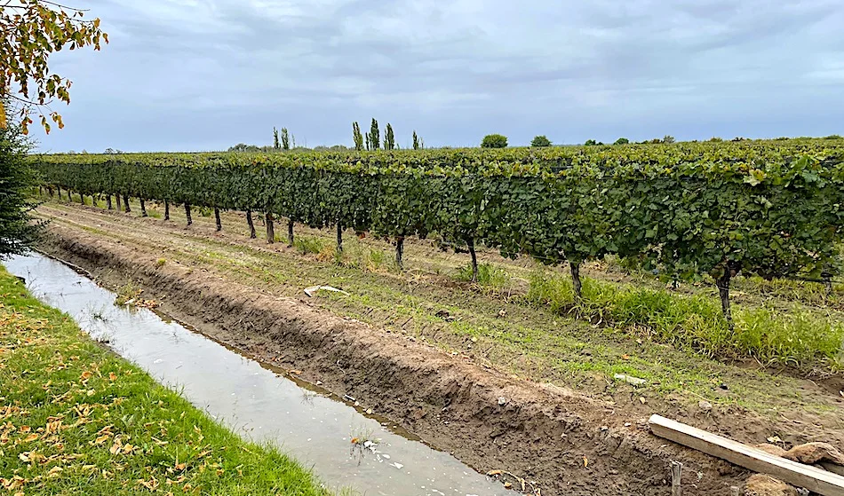 Cabernet Sauvignon Vineyard with Pool Home on 48-Acre Farm