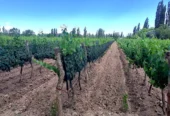 Vineyard with Fine Wine Grapes and Orchard on 36 Acres