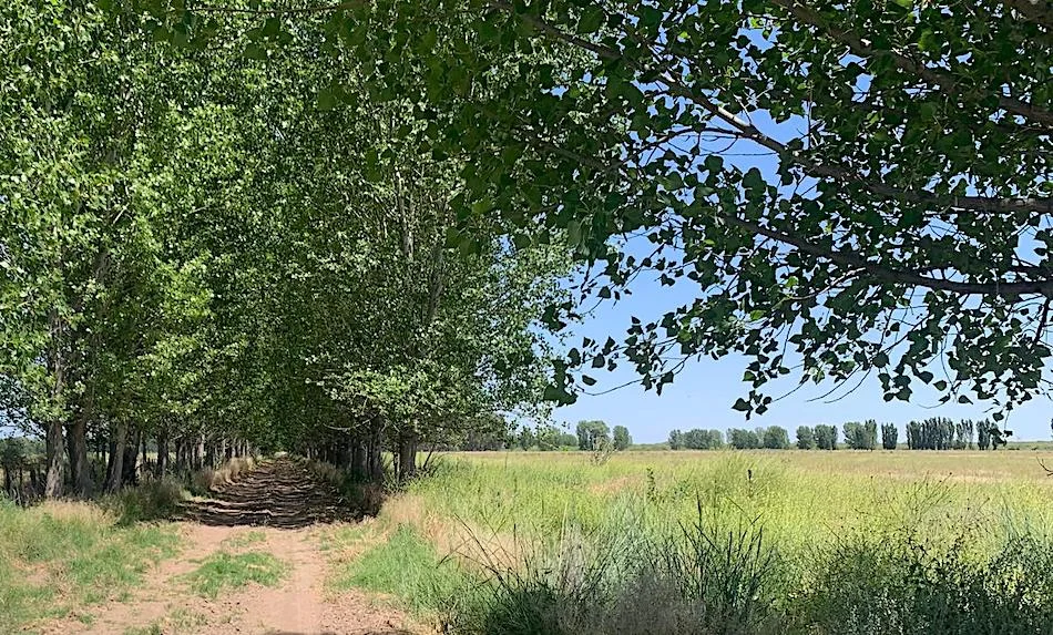 4,690-Acre Ranch in Alfalfa & Pasture for Cattle