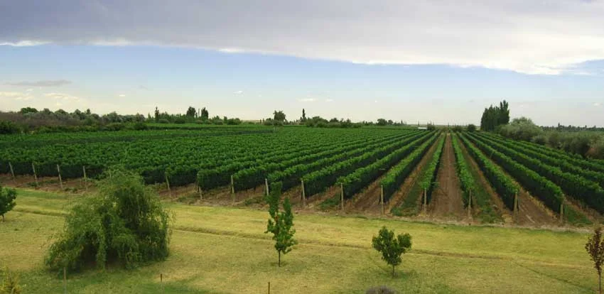 Beautiful & Well-Kept Vineyard With Pool & Cabana in Prime Location