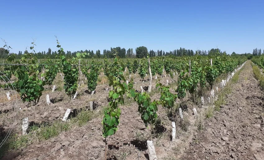 Vineyard with Fine Wine Grapes and Orchard on 36 Acres