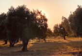 BEAUTIFUL POOL HOME ON 66 ACRES! Tourism Income Property with Olive Grove & Guest House