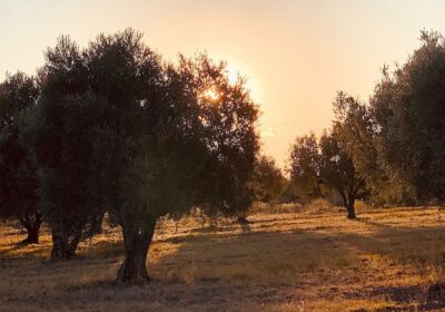 olive-grove