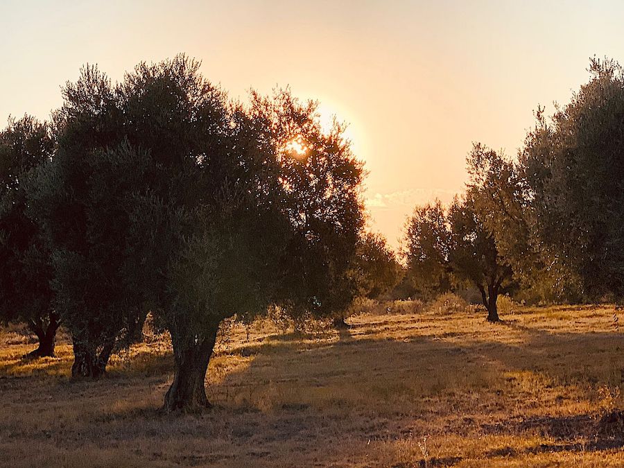 BEAUTIFUL POOL HOME ON 66 ACRES! Tourism Income Property with Olive Grove & Guest House