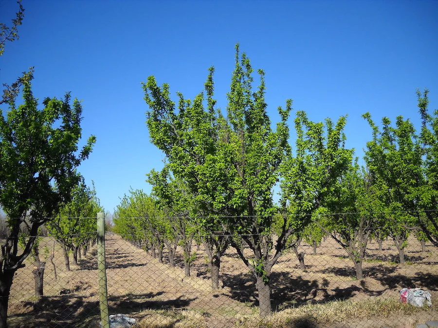 PLEASANT GARDEN HOME! 14.6 Acre Farm with Owner’s Home Small Vineyard & Fruit Trees