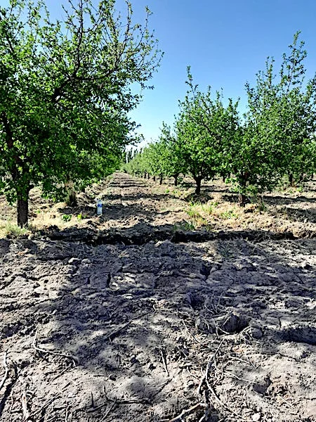 Vineyard with Fine Wine Grapes and Orchard on 36 Acres