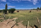 31-Acre Farm with View of the Sierra Pintadas (Painted Hills) Good Soil, Great Water