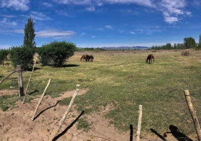 pasture2