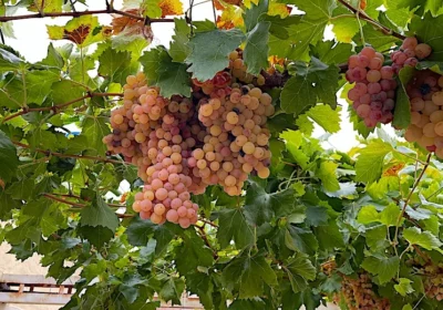 patio-grapes