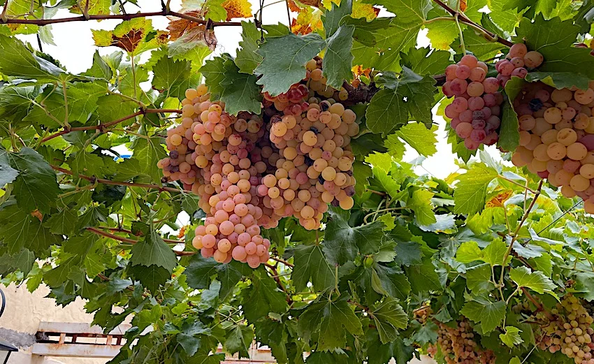 Cabernet Sauvignon Vineyard with Pool Home on 48-Acre Farm