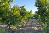 25-Acre Farm with Two Homes and Peach Orchard