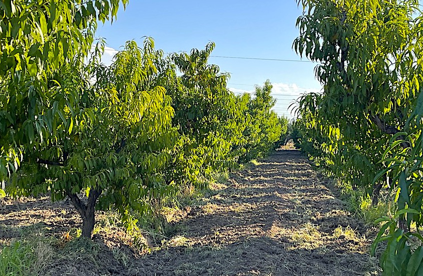 25-Acre Farm with Two Homes and Peach Orchard
