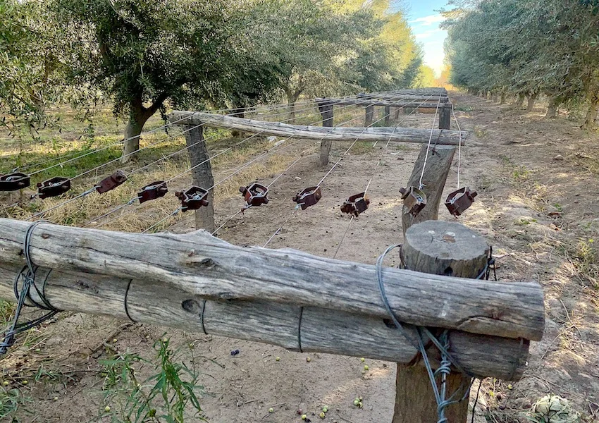 Well-Kept 29-Acre Farm with Plums and Olives