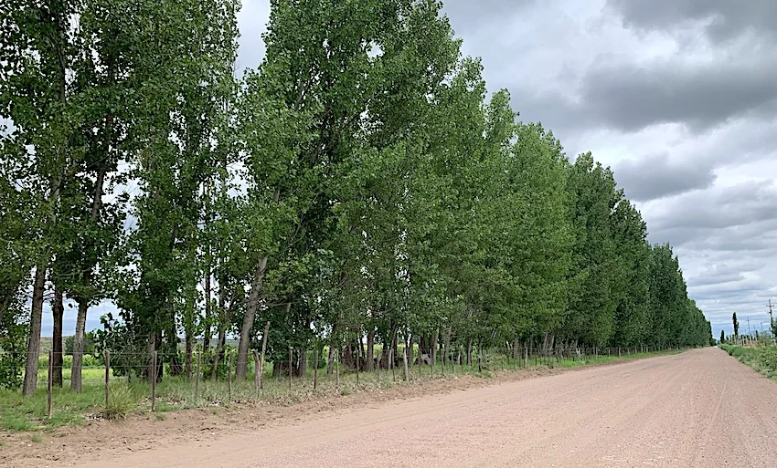 Lush 90-Acre Farm Producing Corn, Alfalfa, Tomatoes with Cattle Corral