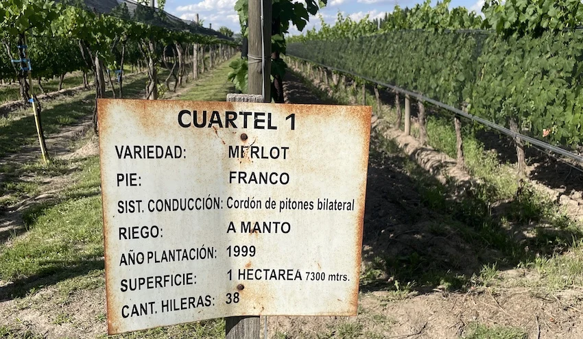 Beautiful & Well-Kept Vineyard With Pool & Cabana in Prime Location